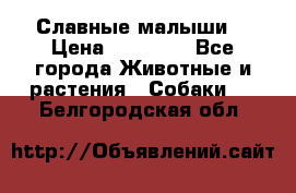 Славные малыши! › Цена ­ 10 000 - Все города Животные и растения » Собаки   . Белгородская обл.